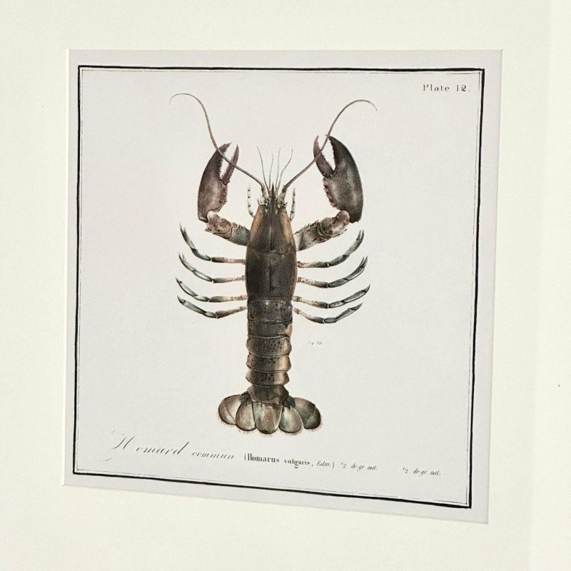 Framed Lobster Crustacean Wall Art | Darthome Wall Hangings Decor Black